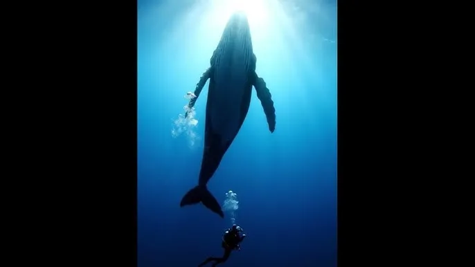 独行月球电影免费观看高清 - 深蓝星球：探索海洋深处的未知世界